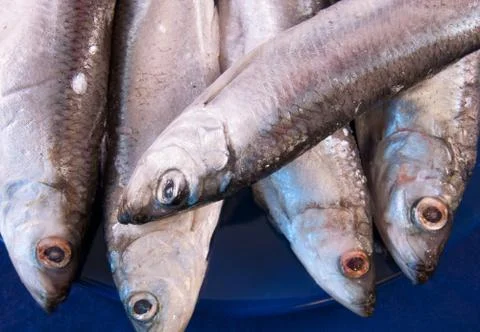 Five sprats Stock Photos
