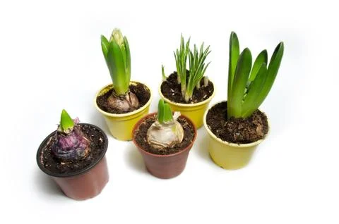 Five spring plants in plastic flowerpots isolated on white background. Stock Photos