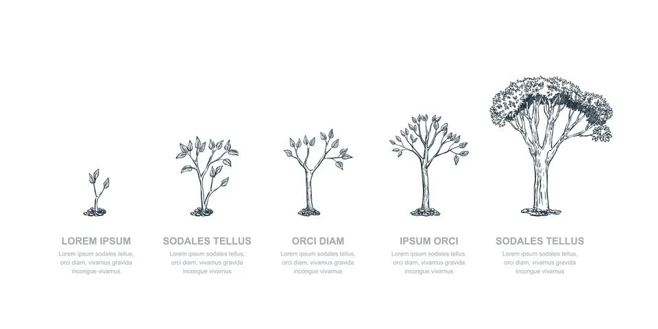 Five stages of growing tree, vector sketch illustration. Investment and finan Stock Illustration