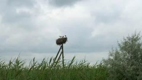 Five storks in a nest on a pole in the middle of a green meadow. Stock Footage 165512307