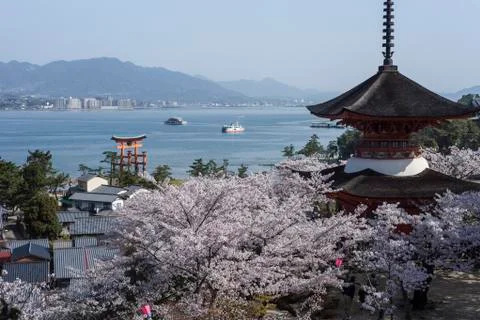 Five-story Pagoda Surrounded by Cherry Blossoms, Hatsukaichi, Hiroshima Fotos Stock