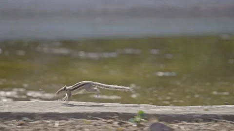 Five-striped palm squirrel running,India Stock-Footage 278397380