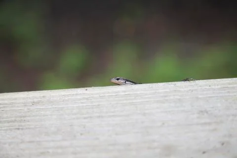 Five-Stripped Skink Stock Photos