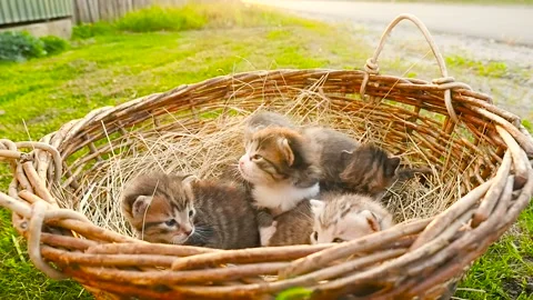 Five tabby tiny kittens are resting in a wicker basket on a lawn HD 스톡 동영상 153572435