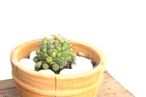 Five thorn green cactus in corner Stock Photos