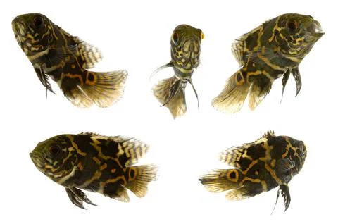 Five tiger oscar fish Stock Photos