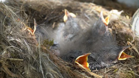 Five tiny newborn birds opening mouths for food. First days of living Stock Footage 113536454