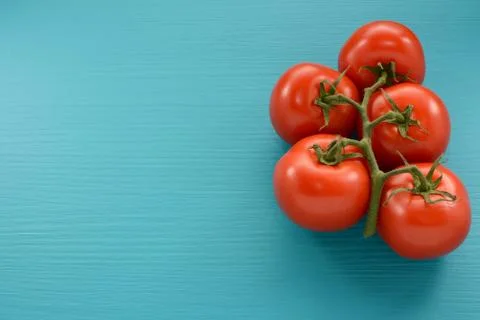 Five tomatoes on the vine on a blue background Stock Photos