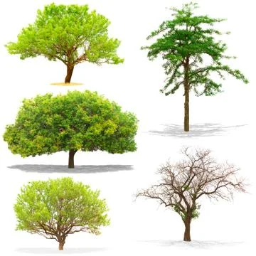 Five trees isolated on white background Stock Photos