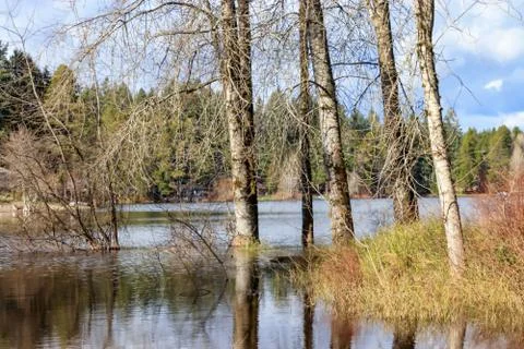 Five trees in winter Stock Photos