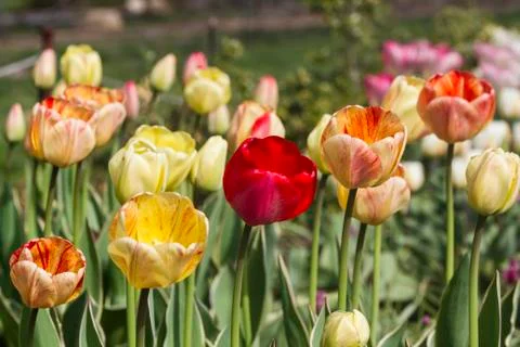 Five tulips Stock-Fotos