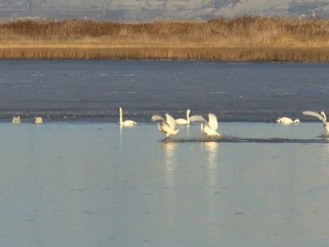 Five Tundra Swans Fly in from the left and land, w audio Stock Footage 124701704