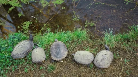 Five turtles bask in the sun near the pond Stock Footage 270856860
