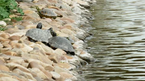 Five turtles jump into the water 動画素材 269222759