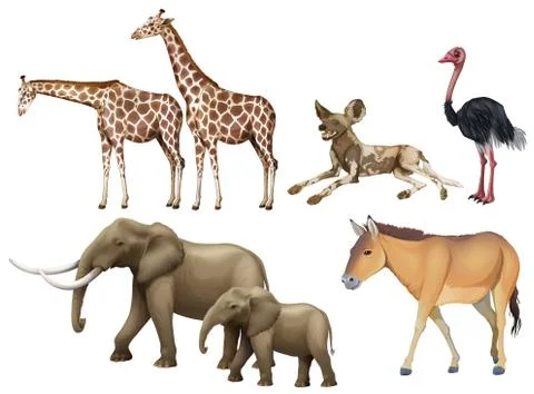 Five Animals Illustrations ~ Stock Five Animals Vectors | Page 2