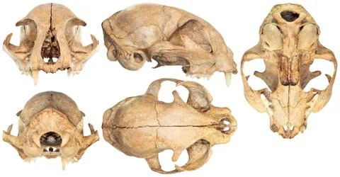 Five views of cat skull isolated on white background Stock Photos