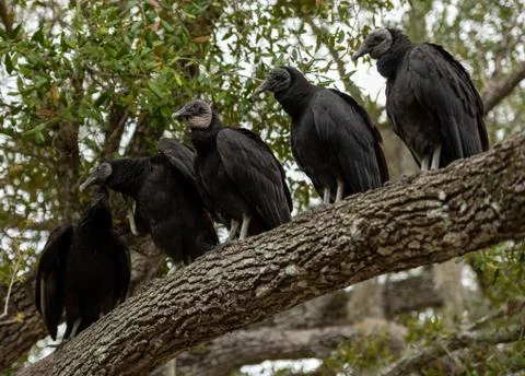Five Vultures Perched on Tree Branch Foto stock