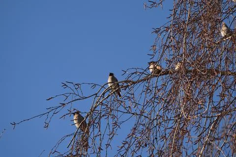 Five waxwings sit in a row on one birch branch. Stock Photos