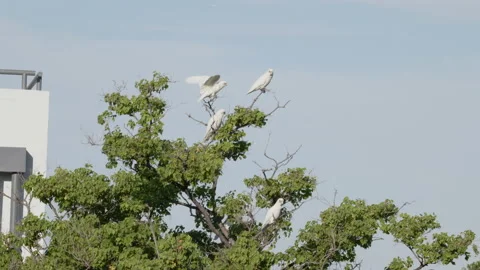 Five White Cockatoos in tree take to the skies Stock Footage 146765400