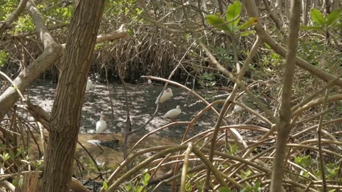 Five white Egrets perched on the ground walking around. View through twisted man Stock Footage 269551038