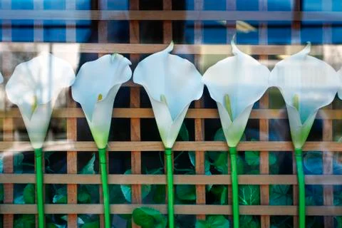 Five white flower calla in store window Fotos Stock