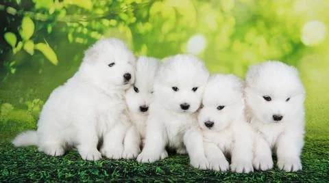 Five White fluffy small Samoyed puppies dogs are sitting on green summer or Foto stock