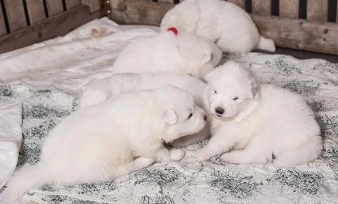 Five White fluffy small Samoyed puppies dogs are sitting in dog aviary Stock Photos