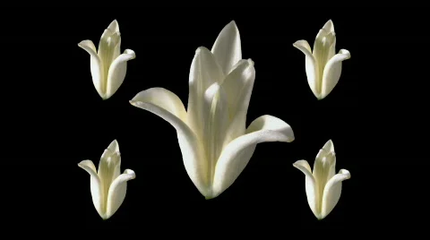 Five White Lilies - blooming Stock Footage 453890