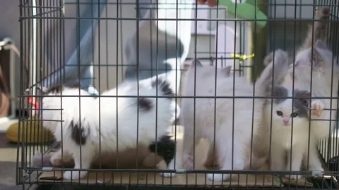 Five white pet cats, white pet cats kept in iron cages, white pet cats for sale Stock Footage 322779981