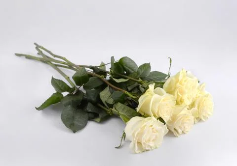 Five white roses on a white background Stock Photos