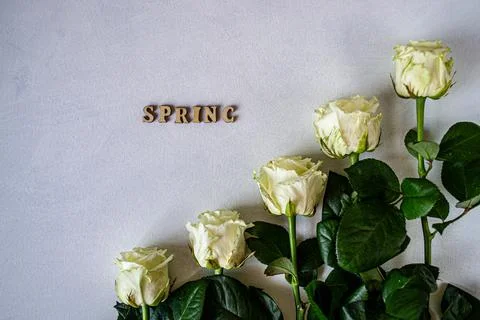Five white roses on a white background Stock Photos