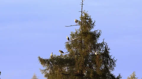 Five white storks Ciconia Ciconia are sitting in a fir tree. European nature. Stock Footage 232171126