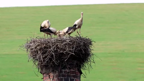 Five white storks perch atop a large nest on a brick chimney Stock Footage 340908696