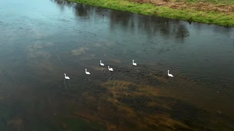 Five white swans gracefully swimming in a dark river, aerial view. Stock Footage 301064324