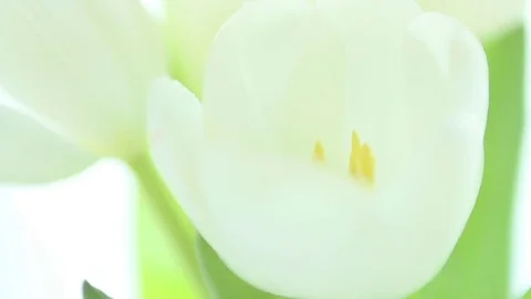 Five white tulips rotating. Stock Footage 80810423