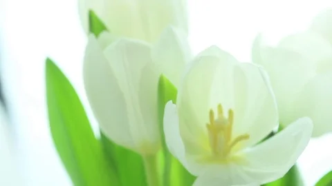 Five white tulips rotating Stock Footage 80810485