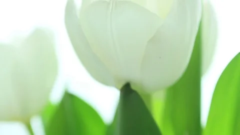 Five white tulips rotating. Stock Footage 80810489