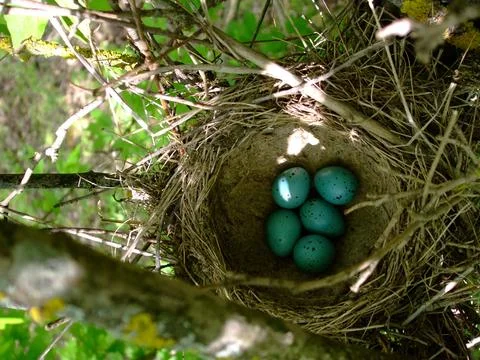 Five wild bird eggs, blue with black spots, in tree nest Stock Photos