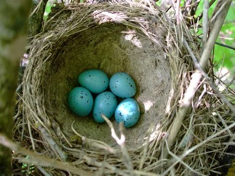 Five wild bird eggs, blue with black spots, in tree nest Stock Photos