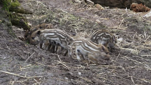 Five wild boar piglets are eating and playing. Video stock 193689755