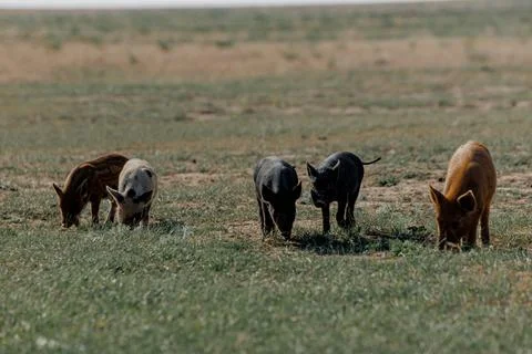 Five wild boars or pigs grazing on green grass in Kalmykia Stock Photos