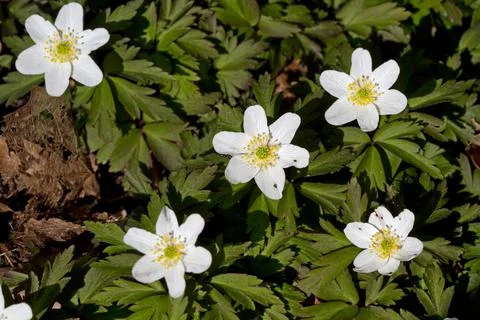 Five Windflowers Stock Photos