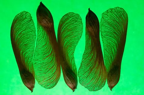 Five wings in green Stock Photos