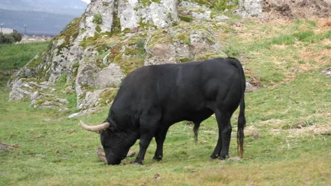 Five year old black spanish bull grazing in a meadow. Stock Footage 152885763