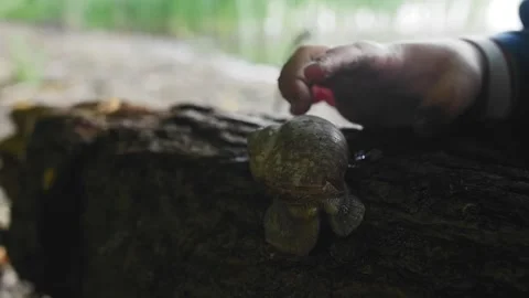 A five-year-old boy touches a large snail in the forest Stock Footage 280198142