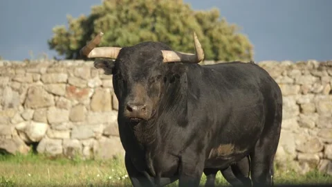 Five year old spanish fighting bull looking at camera.  Video stock 131396308