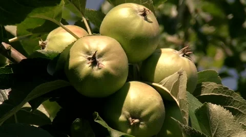 Five yellow apples on the tree Video stock 52298841
