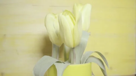 Five yellow tulips in a vase on a yellow background Video stock 73290837