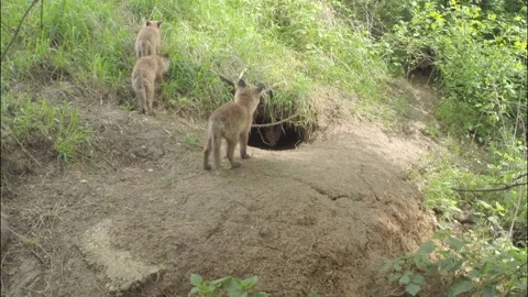 Five young foxes at the burrow Stock Footage 223508621
