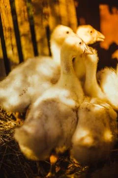 Five young goose together sit on the grass Stock Photos